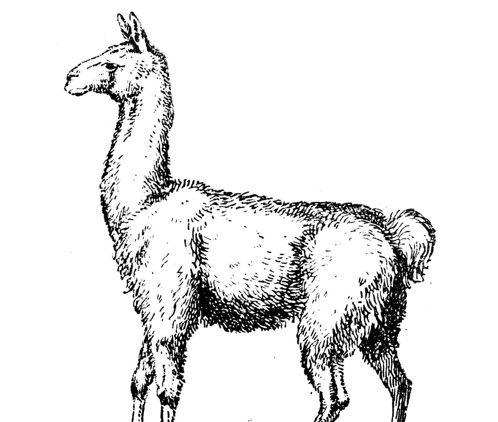 Antique illustration: Llama