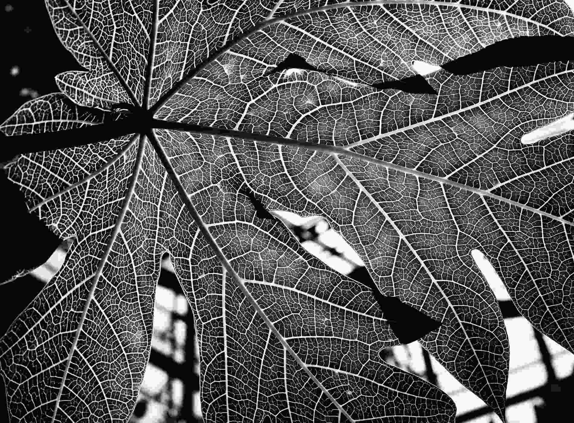 Large leaves with numerous veins showing through