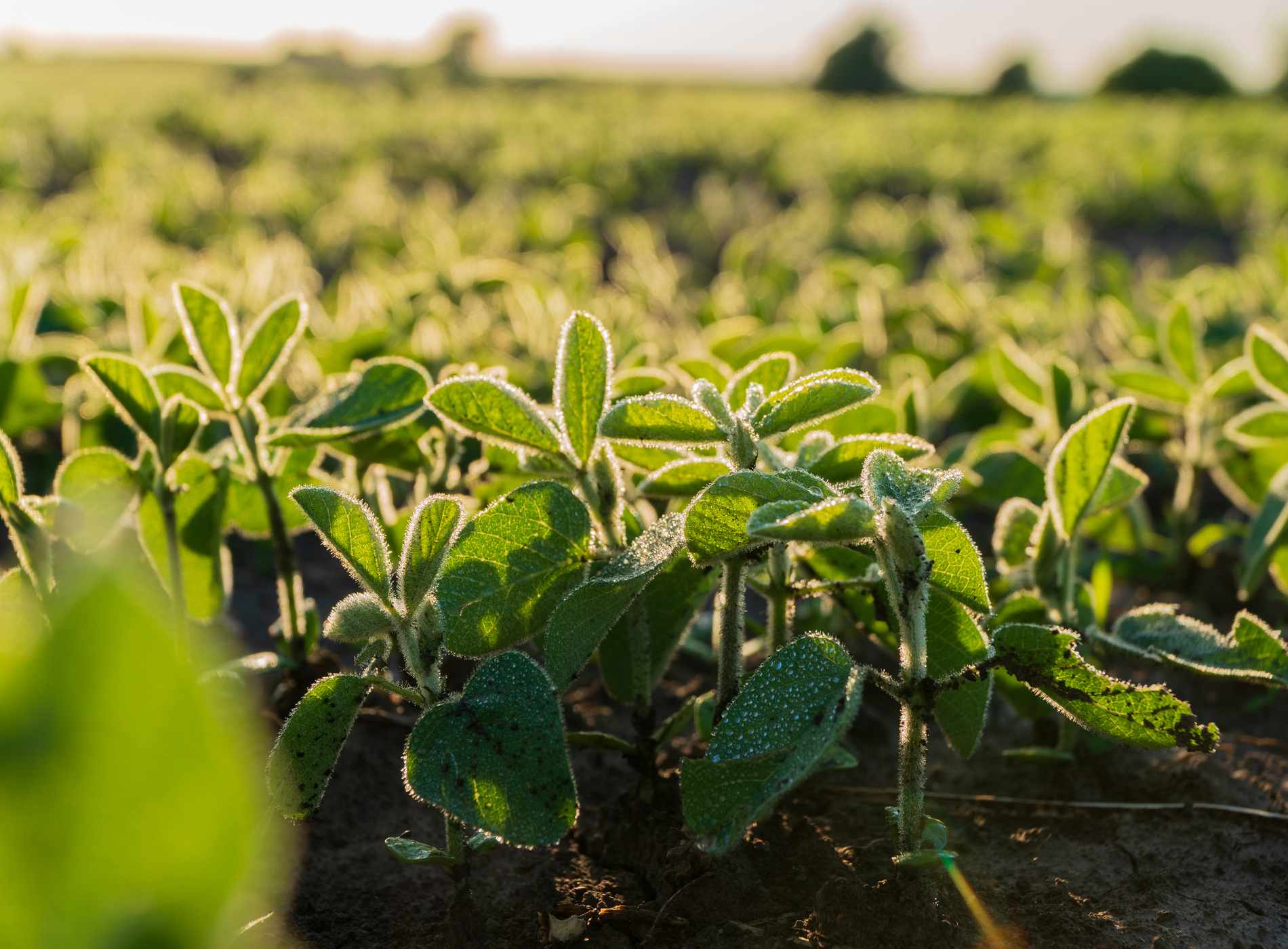 Young soybean plants thrive in a vibrant green field, basking in sunlight. This healthy growth indicates the beginning of the planting season, showcasing the potential for a fruitful harvest.