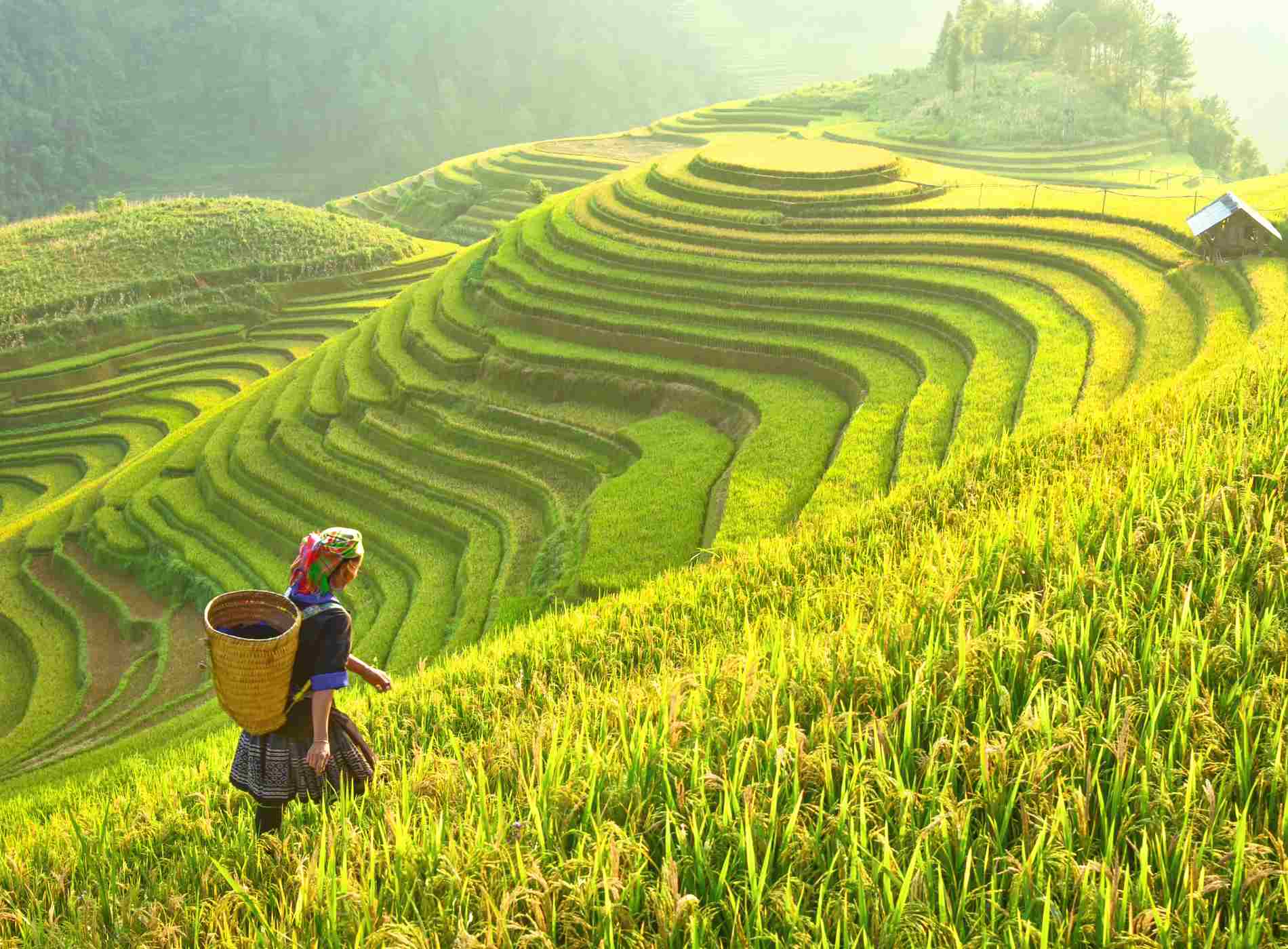 Rice fields on terraced of Mu Cang Chai, YenBai, Rice fields prepare the harvest at Northwest Vietnam.Vietnam landscapes.